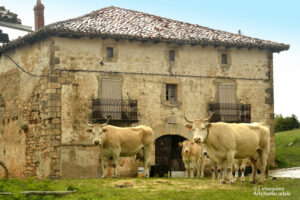 Fiestas de Imizcoz
